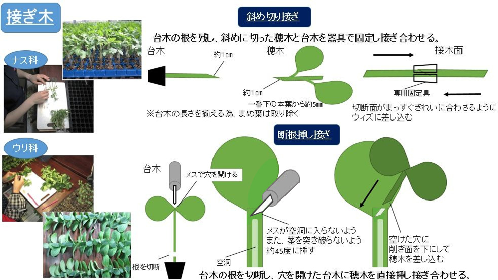 一次育苗 接木 株式会社 エバーグリーン富士見